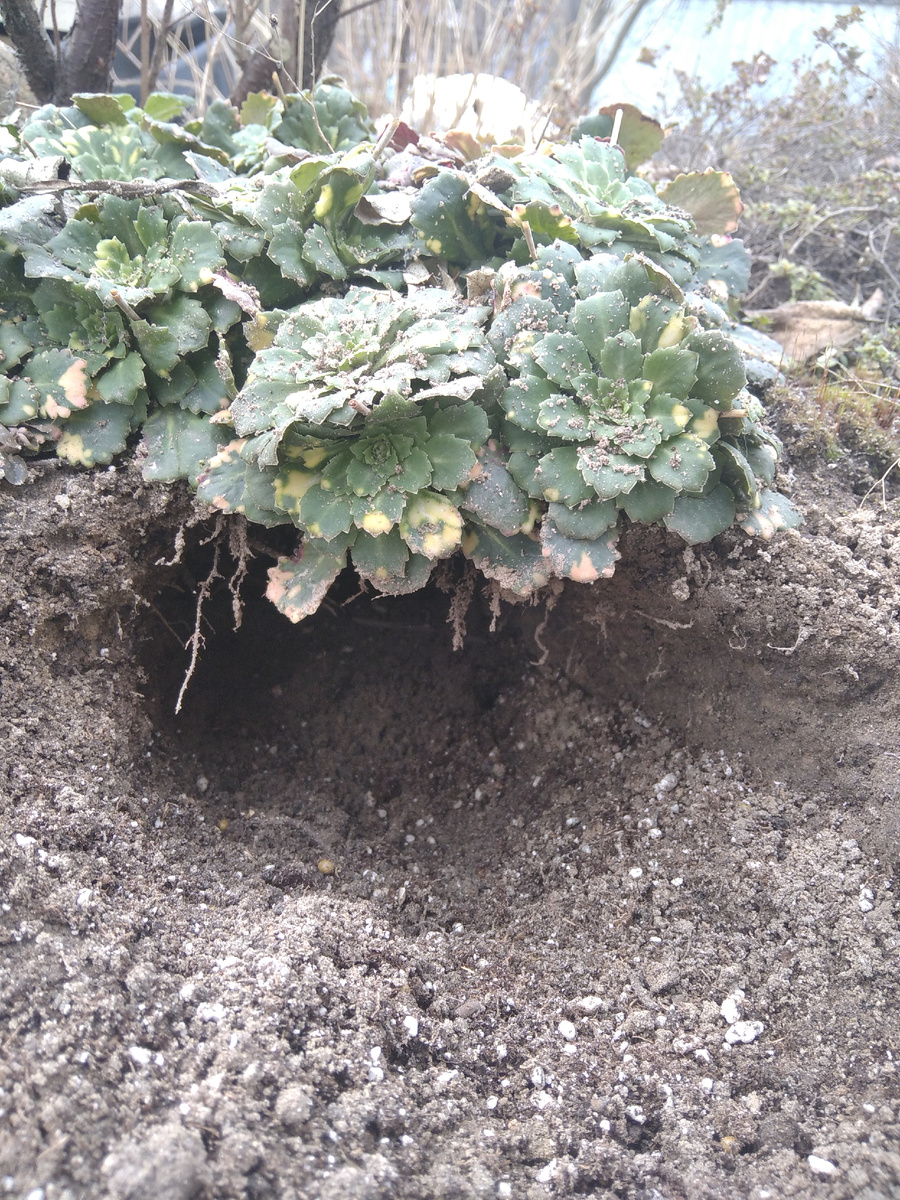 Камнеломка теневая