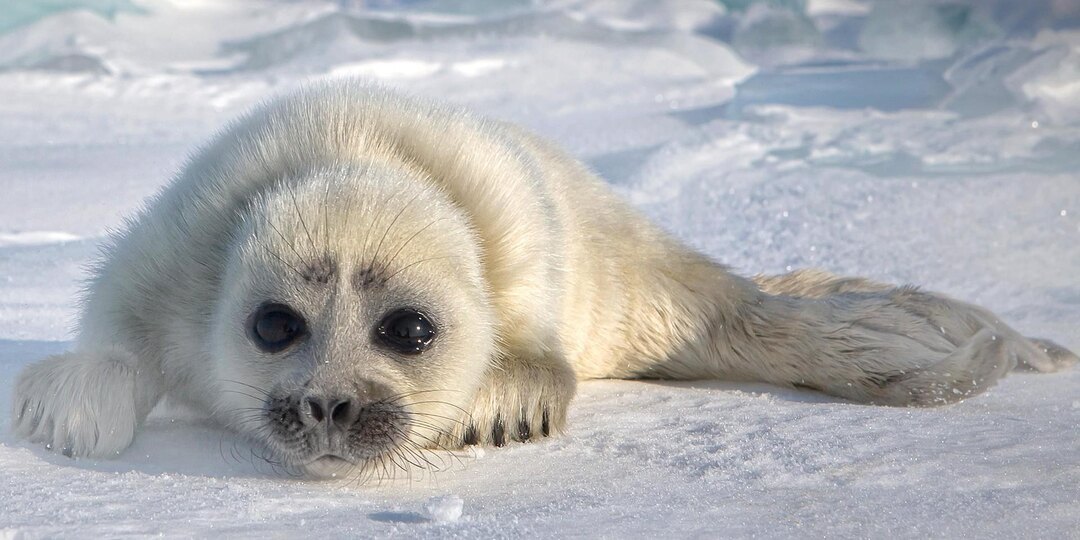 Эколог жестко раскритиковала идею бить бельков в Белом и Баренцевом морях