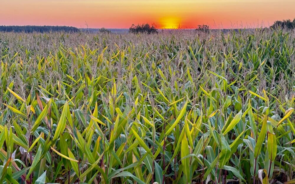    Фото: "Брянские новости"