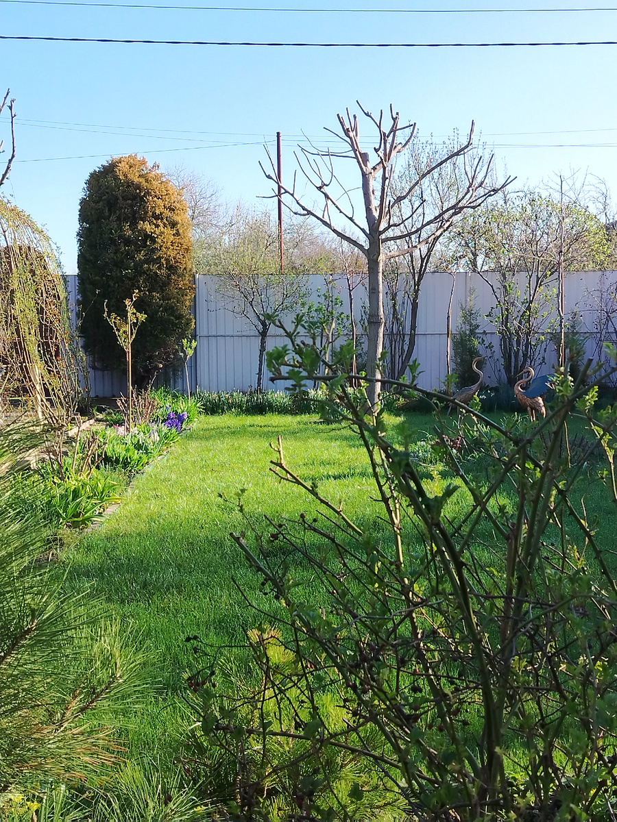 Утро садовода. Раннее, когда все спят без задних ног и лап. 