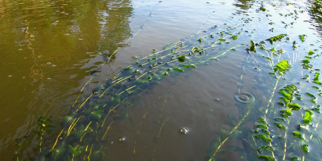 Течение развернулось — 7 шагов быстро «прочитать» воду и вернуть поклёвки