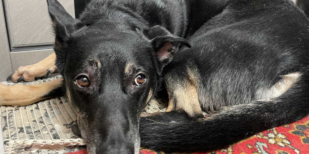 Когда однажды съел всю порцию сухого корма