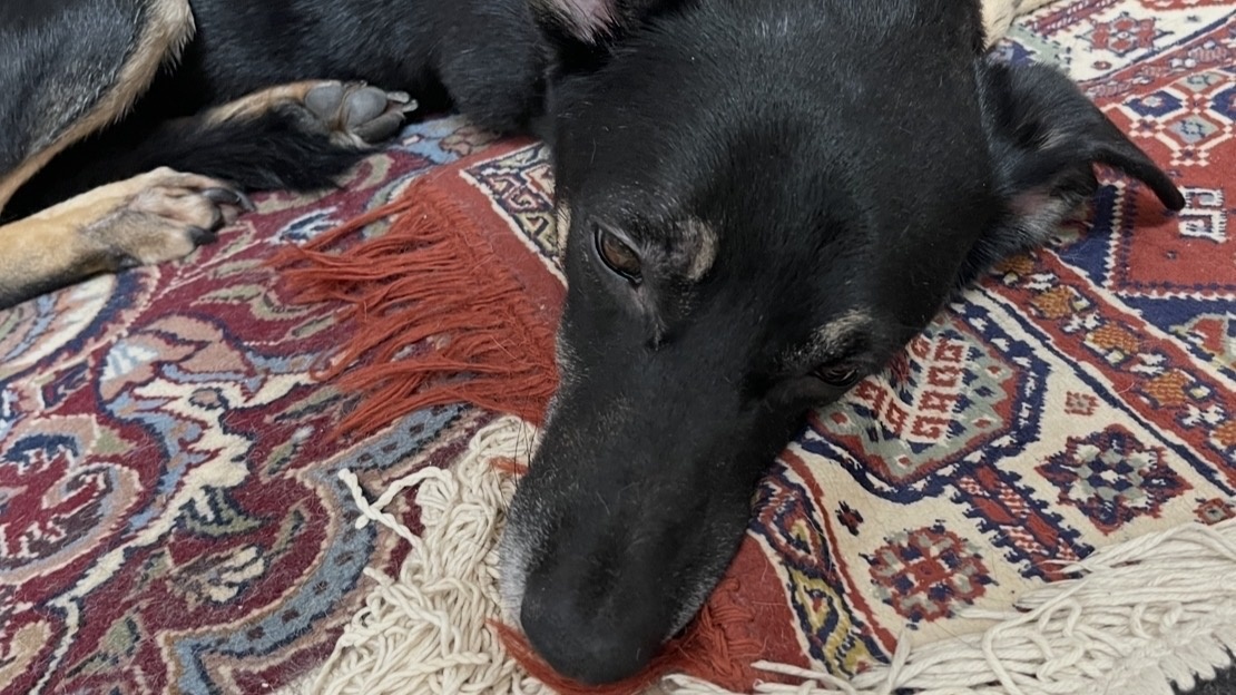 И я на них не обращал внимания. Но не мои человеки!