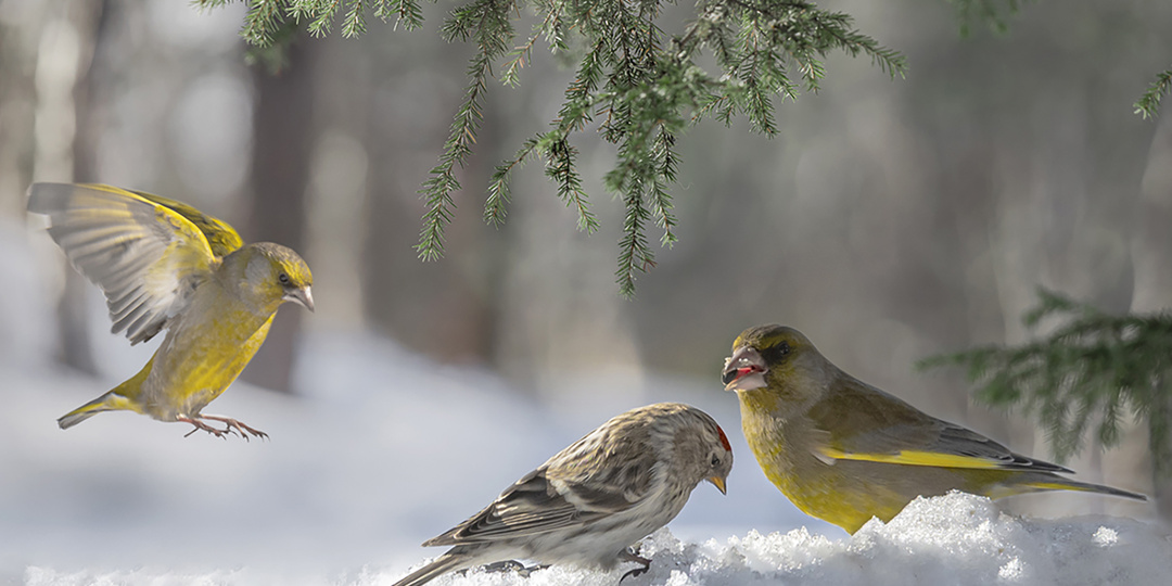 Эмоции животных на моих фотографиях.