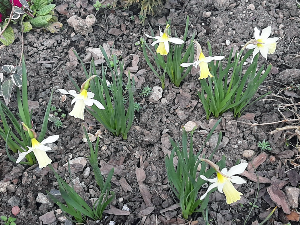 Жадина, не больше одного цветка "в одни руки"
