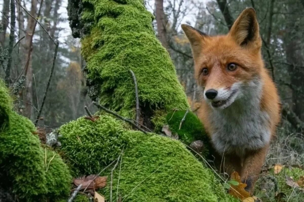    Юные фотографы из Обнинска завоевали призы на международном конкурсе