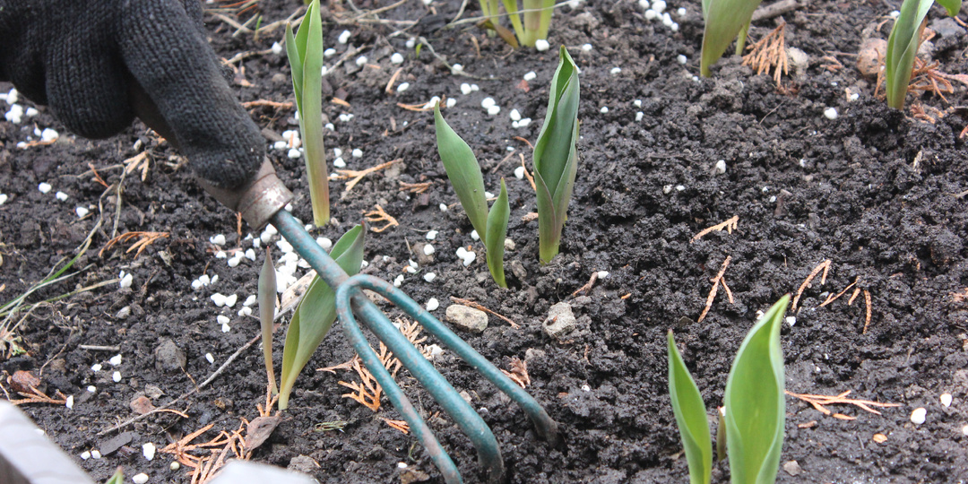 Тюльпаны и нарциссы проснулись! 🌷 Простые шаги в апреле для "царского" цветения