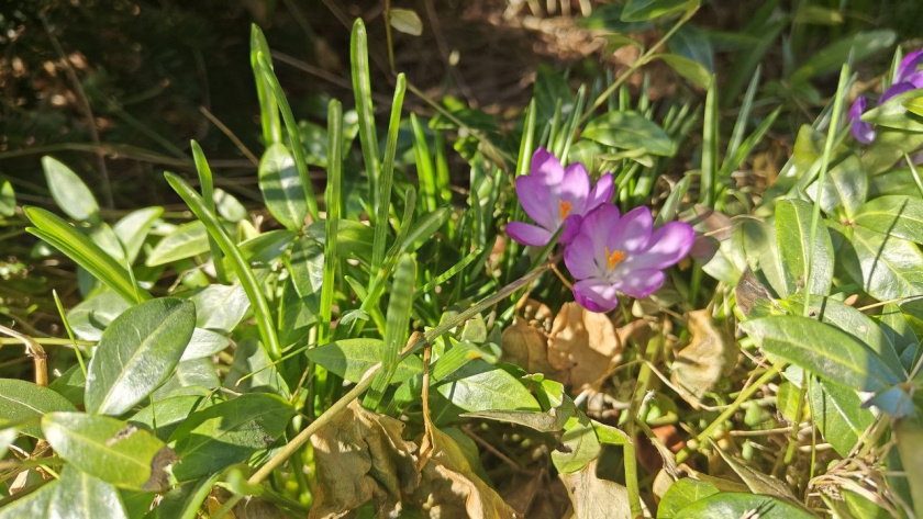    Первый городской канал Калининград