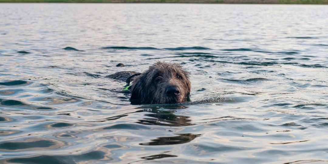 Волга стала испытанием: как в Кинешме спасали животных, попавших в беду