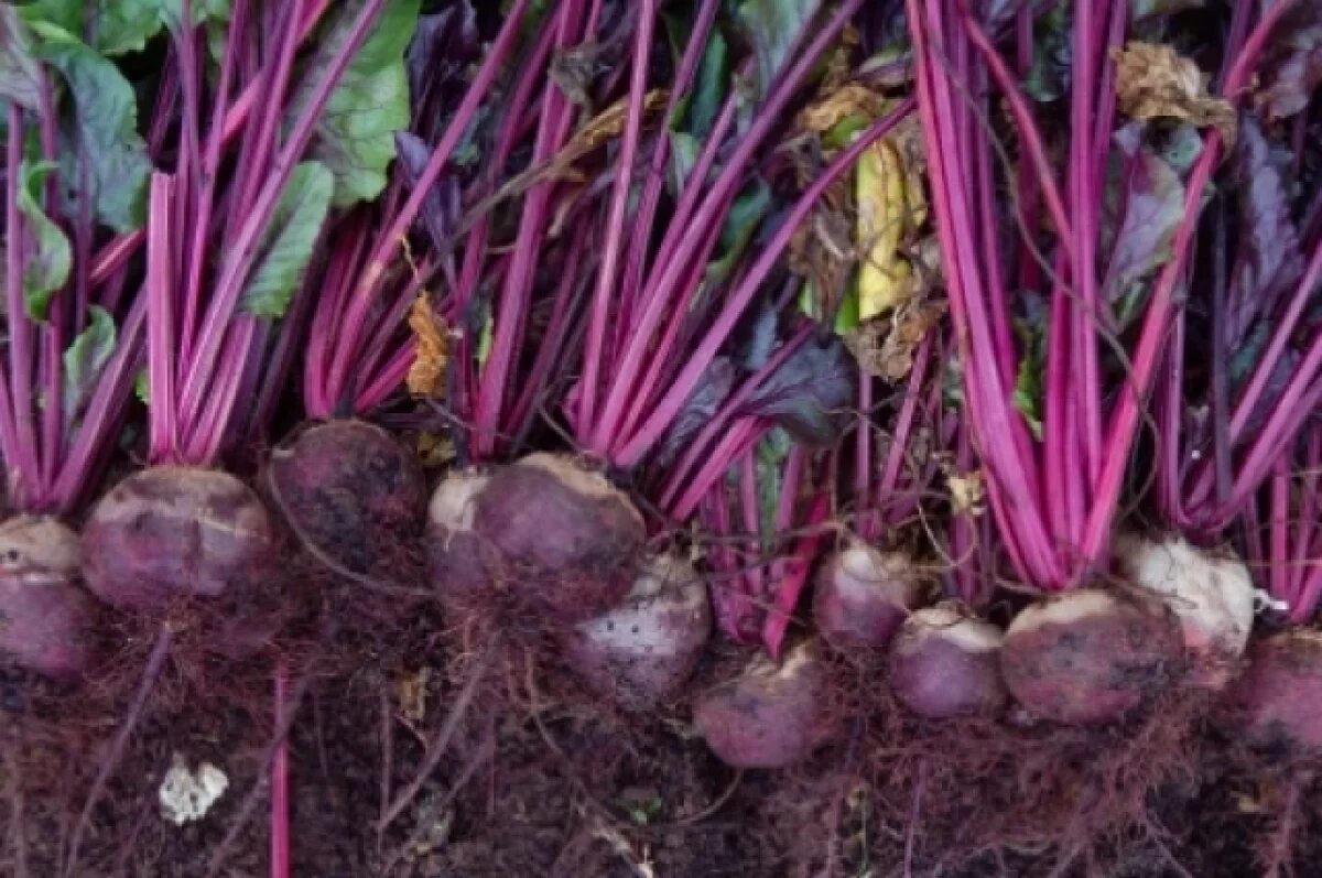    Отходами производства завалили сельхозугодья в Нижегородской области