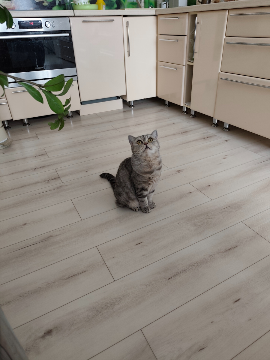 Буся просит вкусняшки