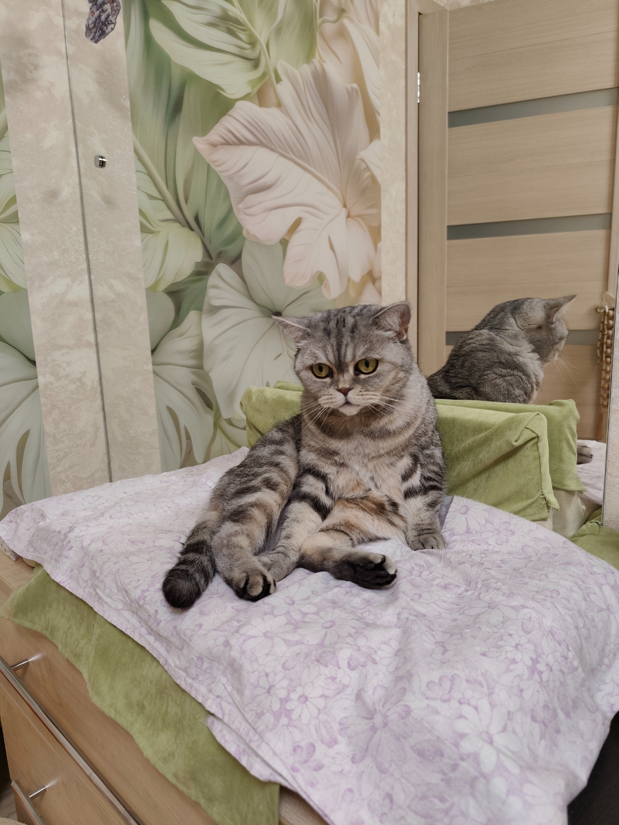 Бус на диванчике