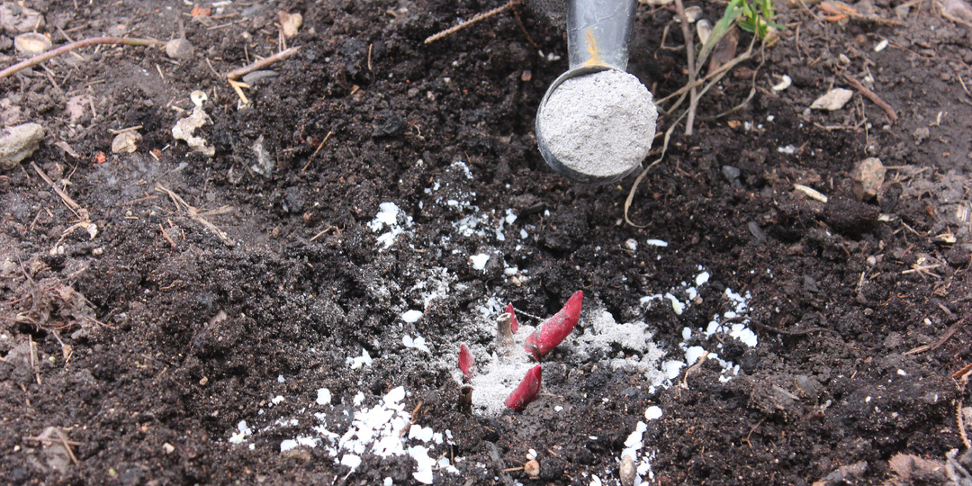 Пионы проснулись! 🌺 3 критических шага в апреле для пышного цветения
