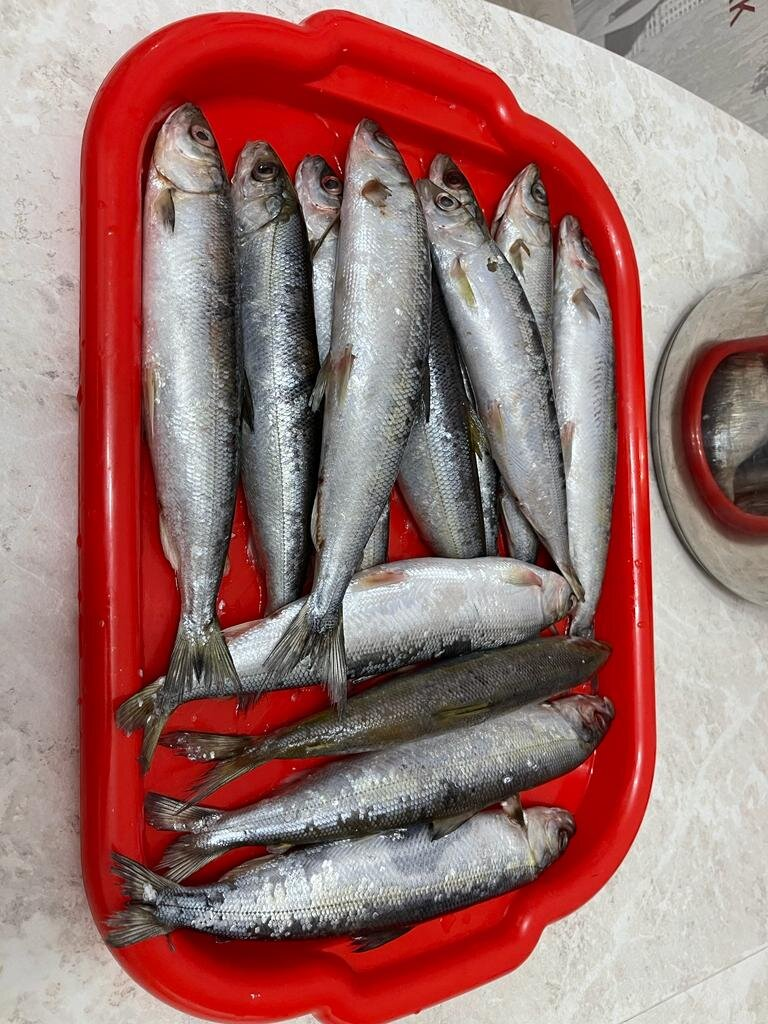 Омуль. Фото из Яндекса. 