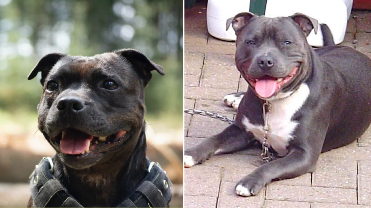 Собака-друг