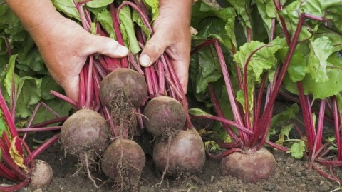 В Нижегородской области нашли свалку свекольных отходов на 15 га