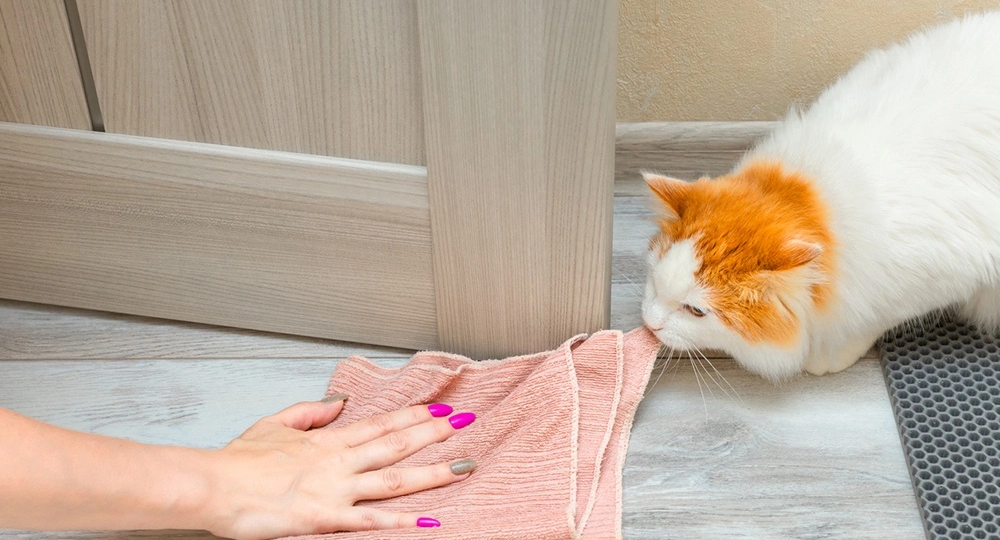 🐱 Запах кошачьей мочи в доме: как убрать и почему он вообще появился