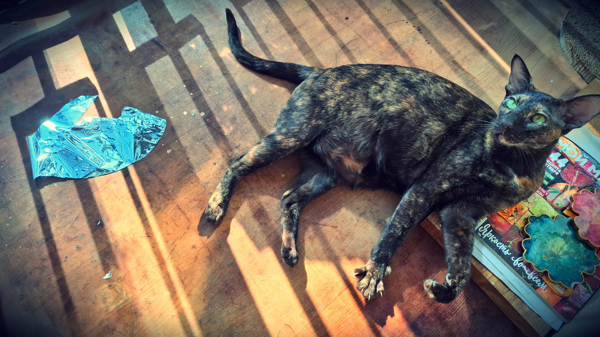 Мамаша! У Вас тут какие-то лоскуты на балконе валяются. Я ничего не трогаю, сразу сообщаю водителю или кондуктору. 