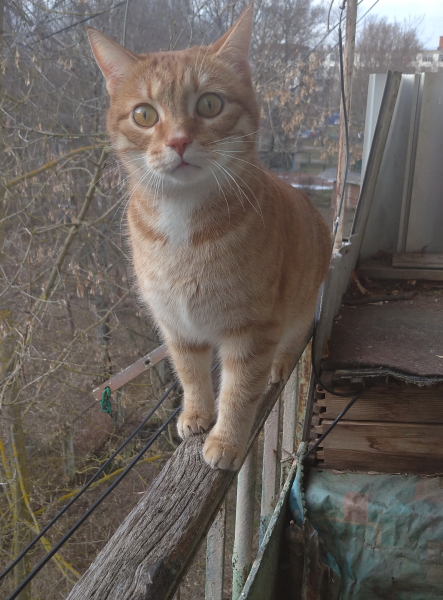 личное  фото