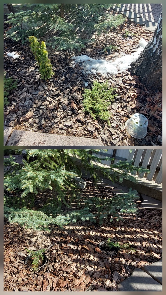 На верхнем фото тис, можжевельник и самшит под ведёрком. На нижнем - посаженные прошлым летом можжевельники.