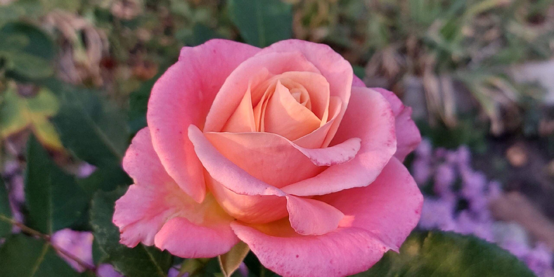 Роза Мисс Пигги.