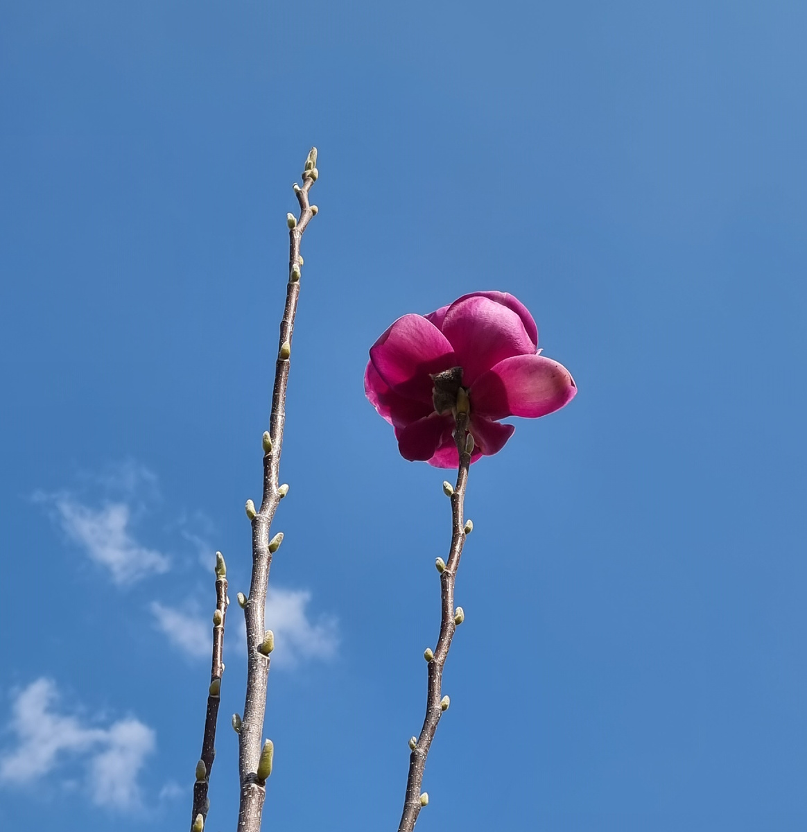Одинокий цветочный бутон на самой верхушке дерева.