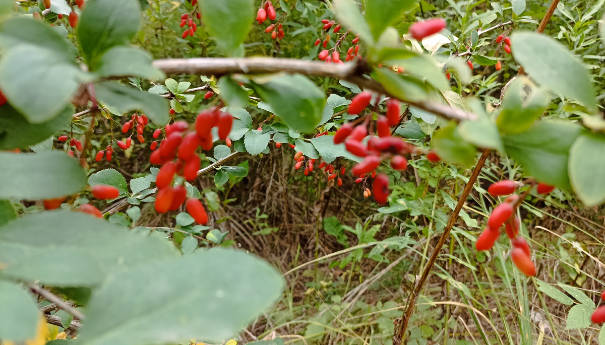 В саду у нас вырос барбарис