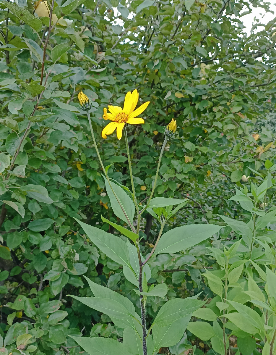 И топинамбур вырос, хоть и подзабросили. Пробираемся, траву косим. По саду есть куча всего нового, надеюсь хоть обзорно доберусь
