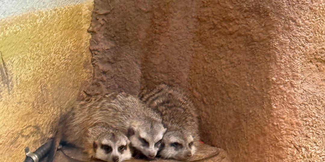 Обитатели новой территории Московского зоопарка.