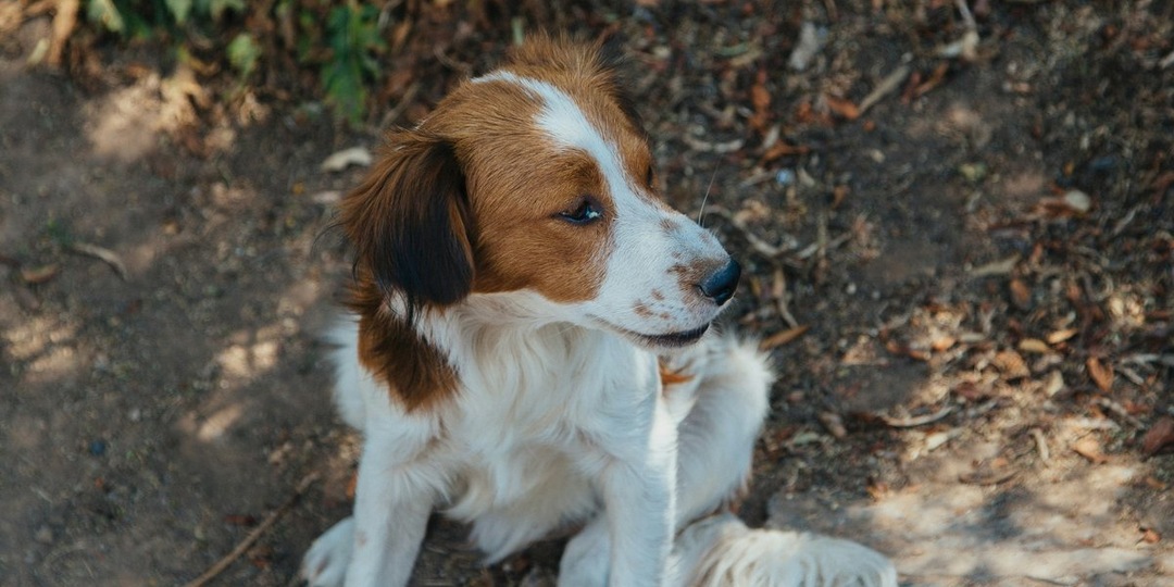 Бездомные псы в Красноярском крае: новые меры и вызовы для ответственных хозяев