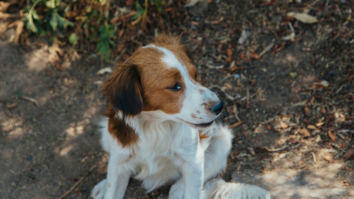    Снижение количества бродячих собак на улицах — хороший показатель