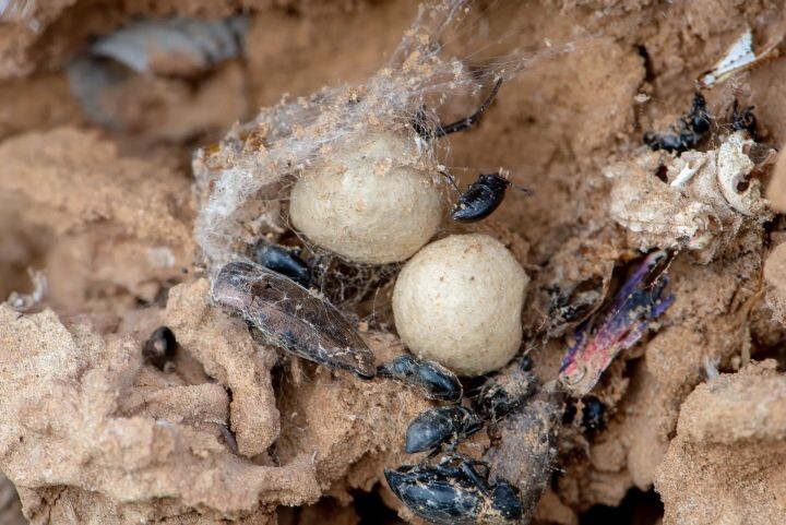 Кладку опасных пауков нашли в Астраханской области