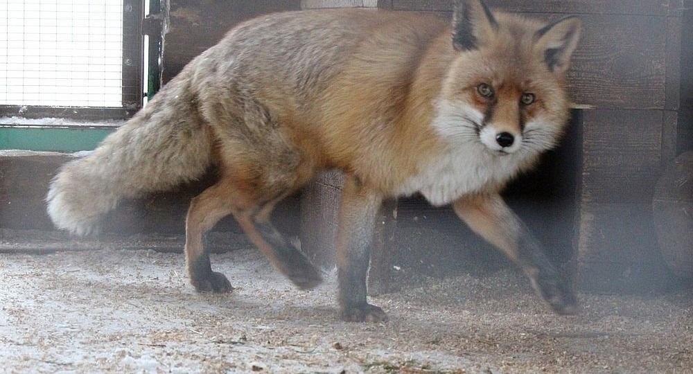 Еще один очаг бешенства обнаружили в Нижегородской области