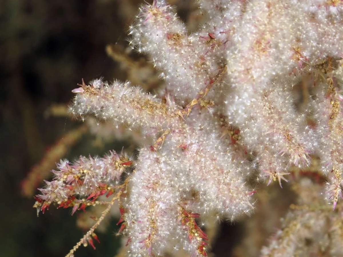 Кустарник тамариск