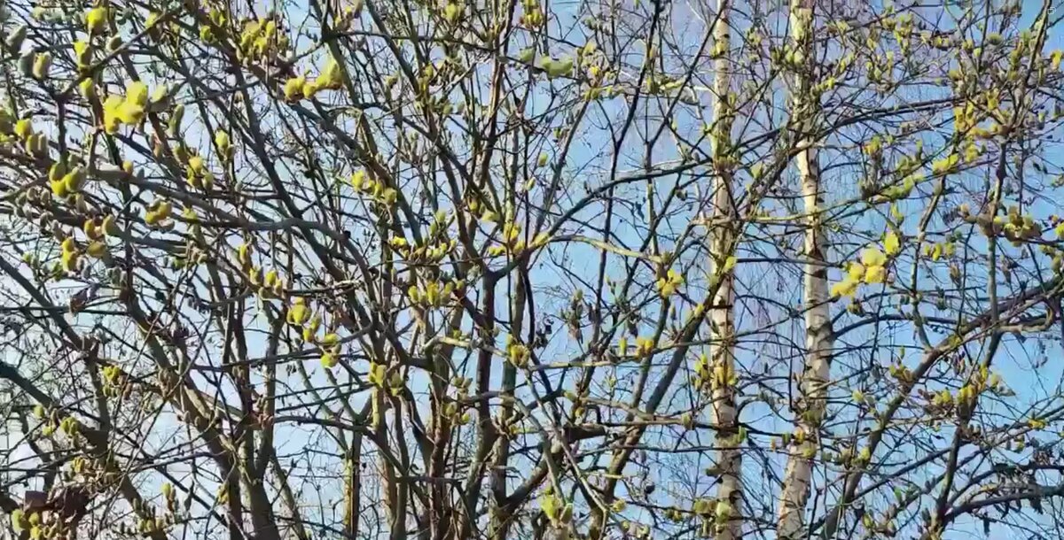    Фото: стоп-кадр видео от пресс-службы Ботанического сада Петра Великого