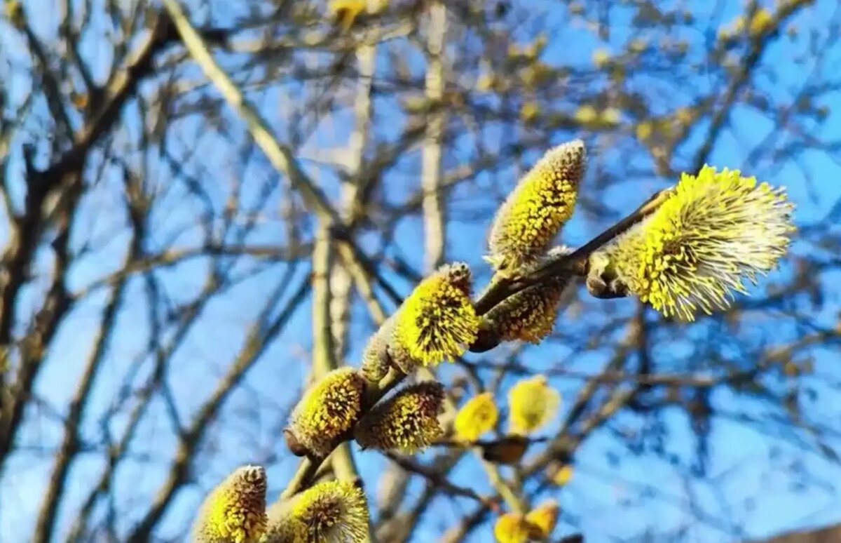    Фото: стоп-кадр видео от пресс-службы Ботанического сада Петра Великого