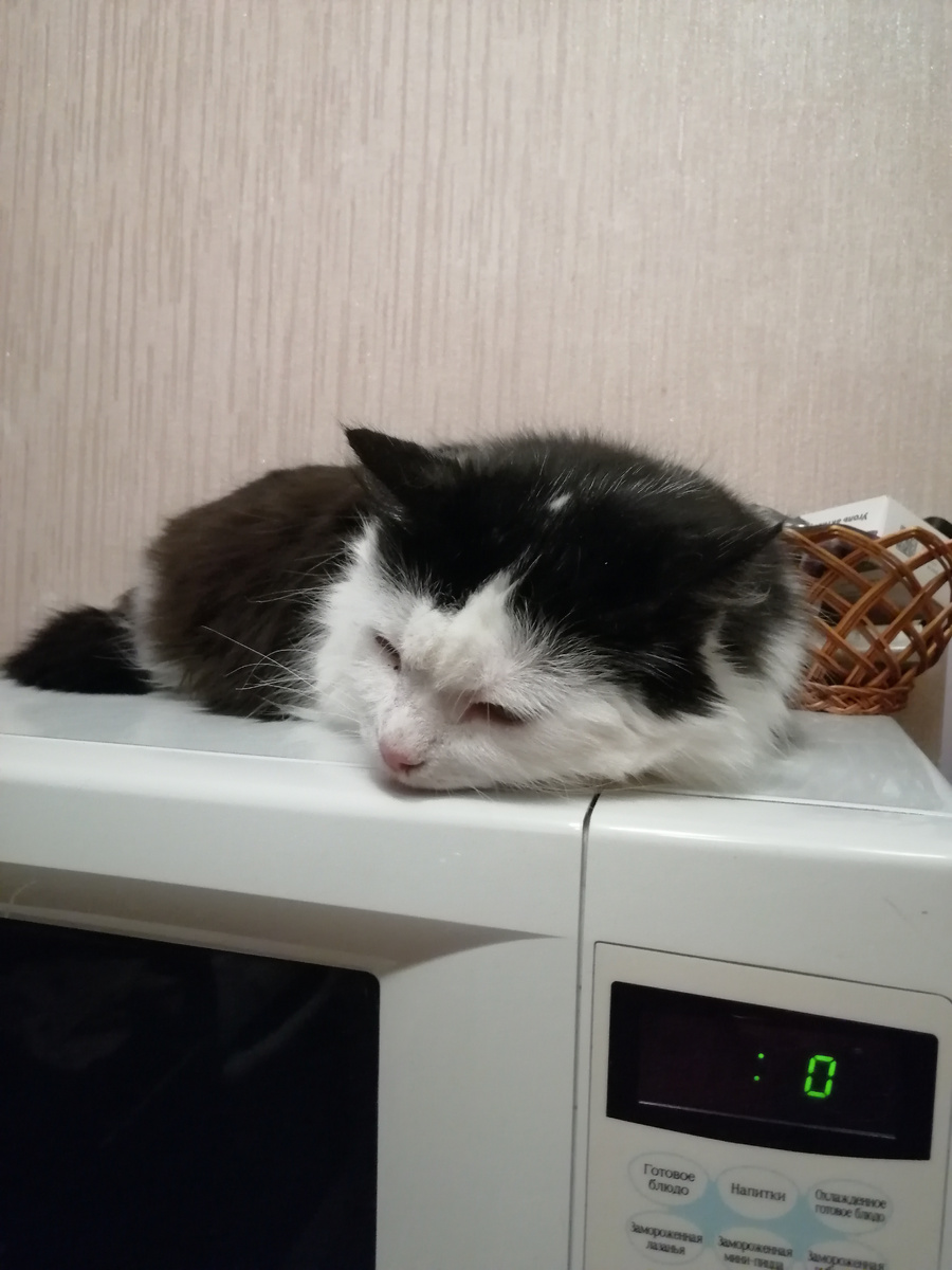 Лизок спит на микроволновке. Ей очень хорошо. 