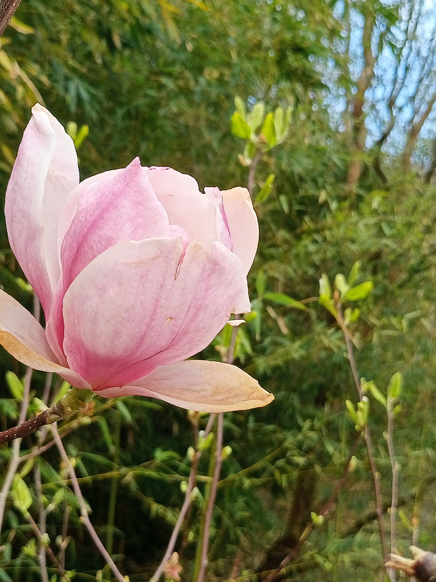 Магнолия Суланжа.