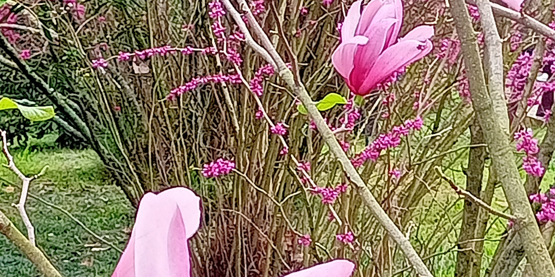 Начало апреля в парке " Южные культуры" , федеральная территория Сириус