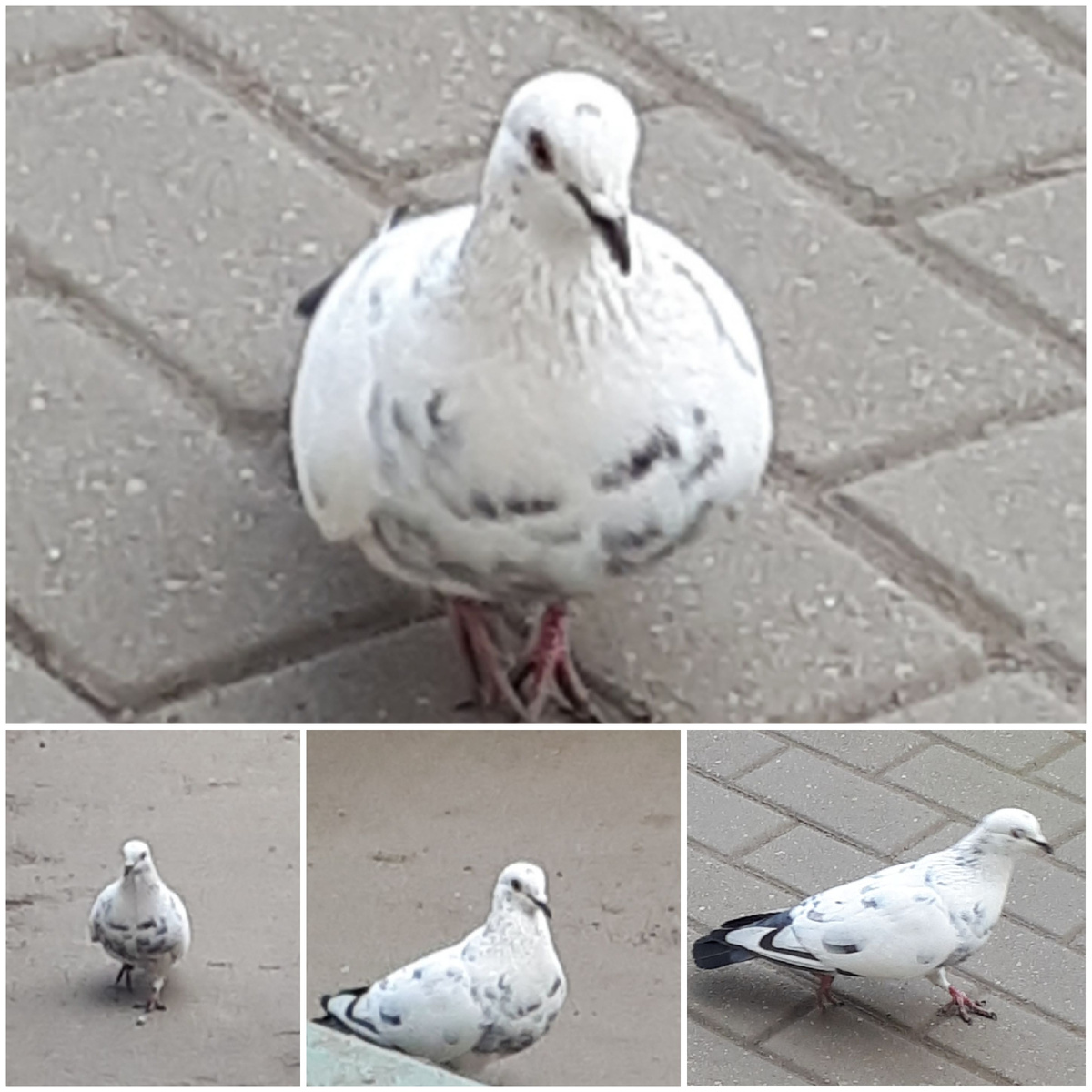 Коллаж автора 01.04.2026г.