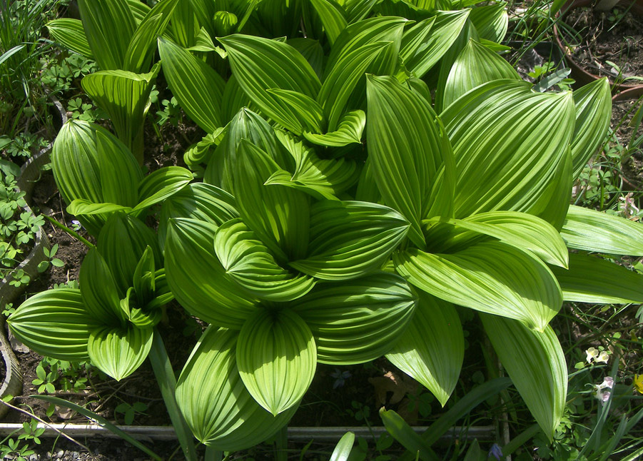 Veratrum nigrum Чемерица чёрная