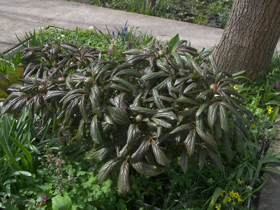 Paeonia wittmanianna Пион Виттманна розово-цветковая форма.
