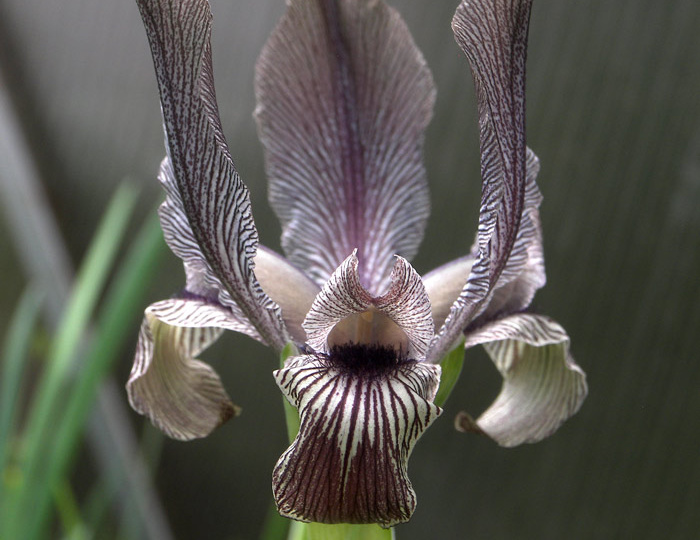 Цветение в ячейковом саду 1 апреля 2026.