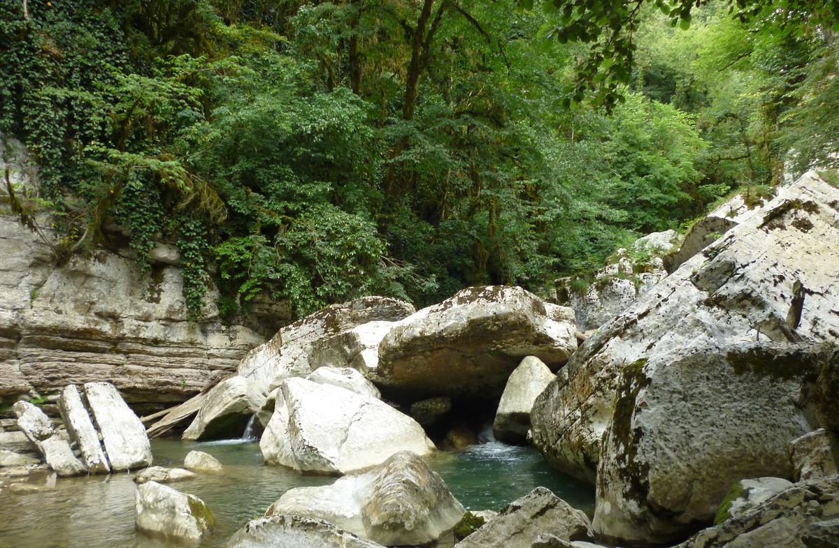 В самшитовом лесу у горной реки