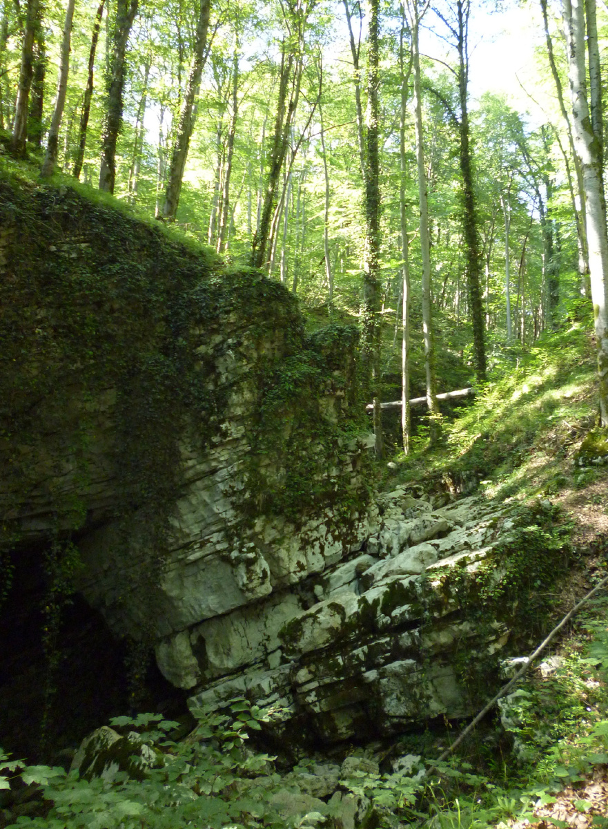 Высокие деревья, мох, плющ, папоротники и скальные образования