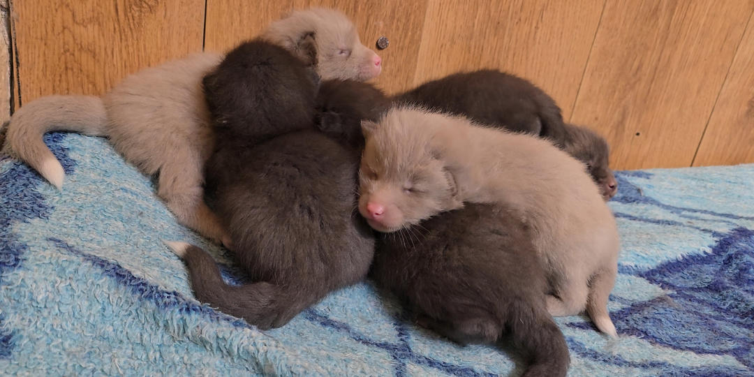 Лисята подрастают: первые шаги и новый окрас 🦊✨
