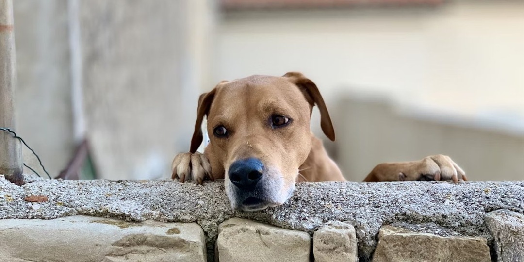 У собаки лысеет вокруг глаз: аллергия и кожные заболевания