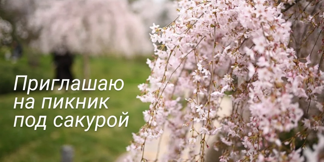 Пикник под сакурой в Краснодаре