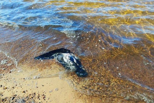 Telegram-канал Осторожно, новости  📷