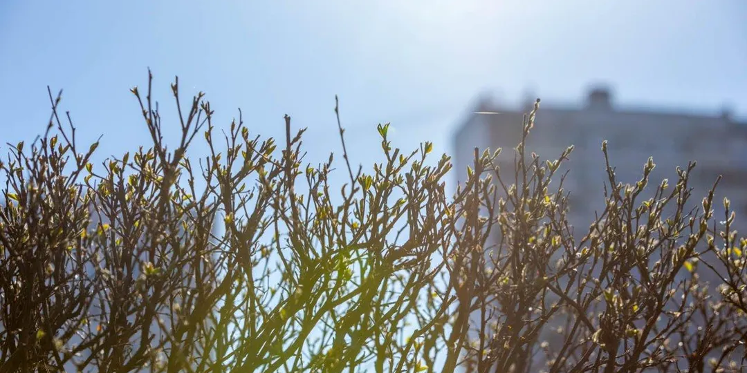 Ждать ли сухую Пасху? Дождь на Вербное воскресенье 5 апреля станет решающим знаком